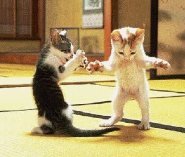 Résultat de recherche d'images pour "la danse des chats animée"