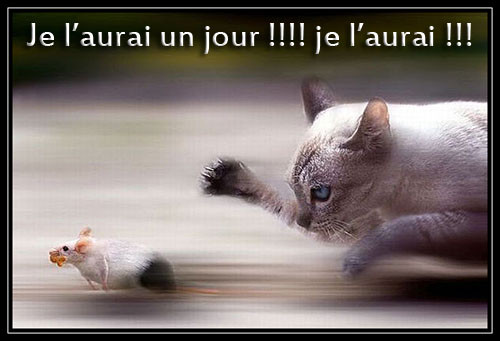 Chat je l'aurais un jour