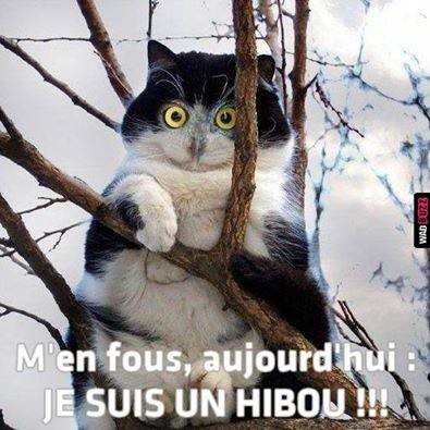 Hibou