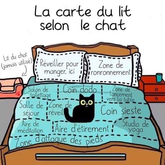 Carte du chat