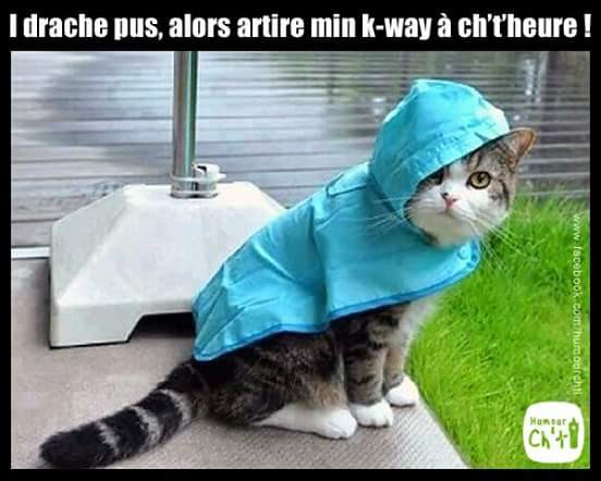 RÃ©sultat de recherche d'images pour "chat pluie humour"