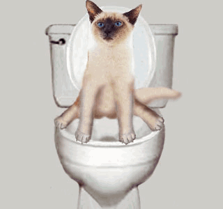 RÃ©sultat de recherche d'images pour "gif animÃ© chat propre"