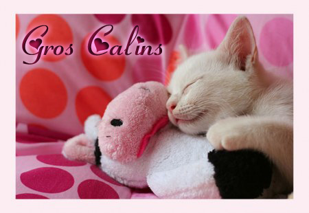 Chat calins