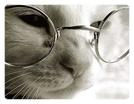 Chat lunettes