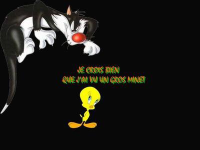 zé vu un gros minet