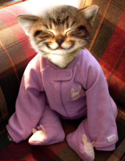 Chat pyjama